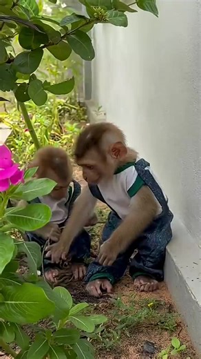 Monkey bibi latest video #cutemonkey #babymonkey #monkey #animal #monkeydluffy