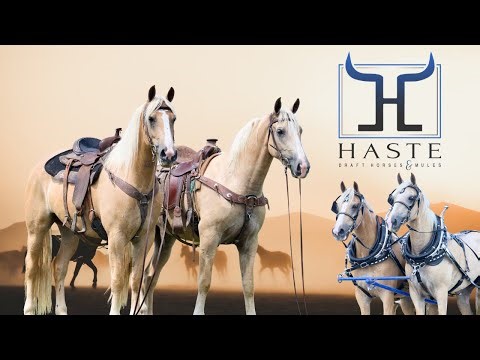 Versatile Draft Cross Mare Team | Ride & Drive | For Sale!