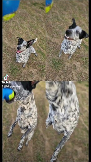 Heeler shark almost got my fingers 😅 This is why we use the Chuckit!