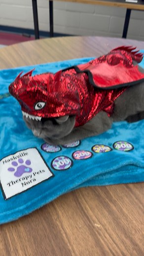 36 years, no cats. But today I faced a fear, touched Nora, and didn’t die. Progress. 🥹 #IDidMyBigOne #NoraLetMeInHerCircle #FaithOverFear | Sasha Stevenson