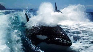An orca can swim up to 35 mph (56 kph)—which is terrifying if you're being chased by one. | National Geographic