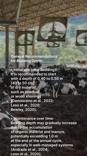 What is the ideal bedding depth in the compost barn?