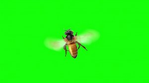 Honey Bee Isolated Flying over a Green Screen Top View