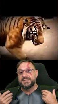 Tigre ou leão ? Quem venceria? #biologohenrique #animais #bichoesperto #biologo