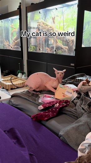 Understanding Sphynx Cat Behavior Traits