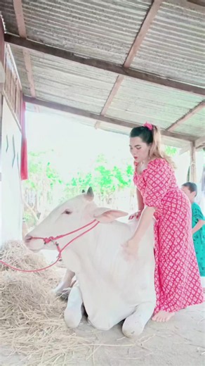 #အိမ်ကနွားချောလေးတင်ပေလိုက်ပိနော်😘 #fypシ゚viral 🌹🌹🌹🌹🌹🌹🌹#