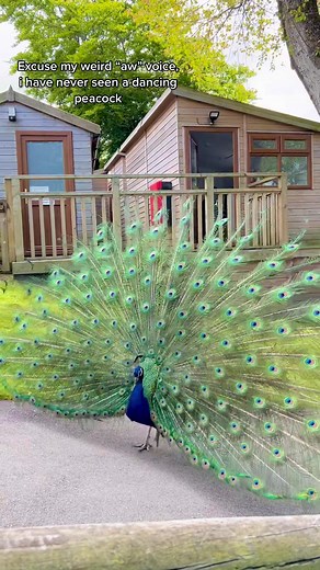 Magnificent Dancing Peacock: Witness the Beauty