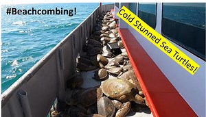 13K views · 297 reactions | Sea Turtle Documentary! In late...