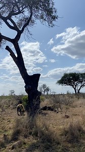 101K views · 1.8K reactions | Leopard vs hyena—who do you think might win? You might change your mind after watching this! The very impressive Gardenia male leopard in Kruger National Park, a few years back, was far from impressed by a hyena’s presence, what an incredible interaction! #kruger #krugernationalpark #sanparks #leopard #hyena #interaction #fighting #wildanimals #biganimals #africa #africanwildlife #wildlife #wildlifereels | Deon Kelbrick | Facebook