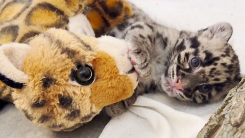 Exclusive video of Fort Wayne Zoo Clouded Leopard Cub