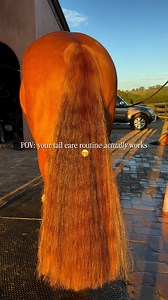 POV: your horse’s tail belongs on a Pinterest board 📌 Your simple 3-step routine: 1️⃣ Shampoo → Use a pH-balanced, silicone-free shampoo to keep tails clean & soft 🌿 2️⃣ Repair → Weekly hydration & strength with Hair Repair Weekly 💧 3️⃣ Repeat → Consistency = results ✨ No buildup. No dryness. Just healthy, glossy tails. #TailCareRoutine #TailGoals #EquestrianEssentials | Hairy Pony