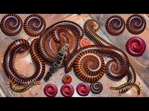 Go TO Looking Insect, Release insects Have Meet Millipede Beetle Worm Centipede Larva Worm