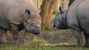 85K views · 2.2K reactions | *Sneak preview* Watch as greater one-horned rhinos Beni and Asha play a little kiss chase 憐 The Secret Life of The Zoo starts tonight at 8pm on Channel 4! | Chester Zoo | Facebook