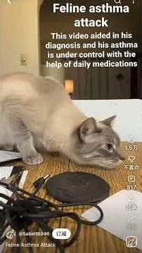 Essential Cat Care Guide for Beginners: Your Ultimate Cat Encyclopedia