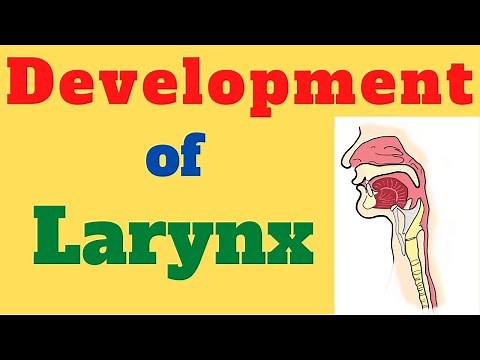 Larynx development | Embryology | Tracheoesophageal fistula | Embryology of Larynx |