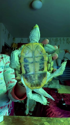 My Turtle Wants to Battle: A Fun Challenge!