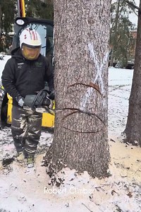 140K views · 652 reactions | Felling a pine tree between two apartments | Robert Climber | Robert Climber | Facebook