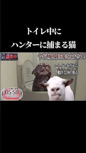 トイレ中に捕まるかわいそすぎる猫 #猫マニ #cat #ミーム #catmeme #shorts