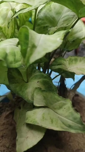 Arrowhead☘️#Syngonium #podophyllum #fypシ #nasa #certified #airpurifying #bonsainepal #gardening #plantforlife #agriculturestudent🌿🌱 #plantlover #happiness #learning #passion