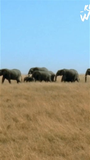 An elephant's trunk isn't just for grabbing things! It's packed with sensory hairs and Pacinian corpuscles that allow them to feel their surroundings. Plus, they use their trunks for social interactions. Mind blowing! #ElephantTrunk #AnimalSenses #WildlifeFacts #AnimalBehavior #AmazingAnimals | Real Wild