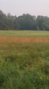 Hunting hard machines Sassy, Bruiser and Peggy | Catron's Kennel