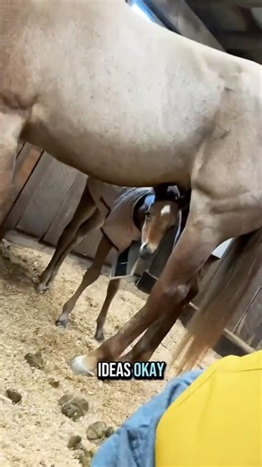 1M views · 43K reactions | I’ve whittled down some cool registered names for Kirby! | Katie Van Slyke | Facebook