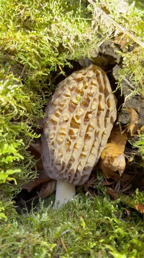 Une petite morille conique à l’abri,20 mars 2026,#morchella conica