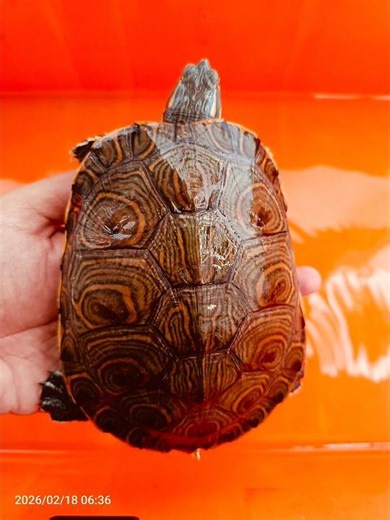 Progress Kura D 46 (Kura Venusta)