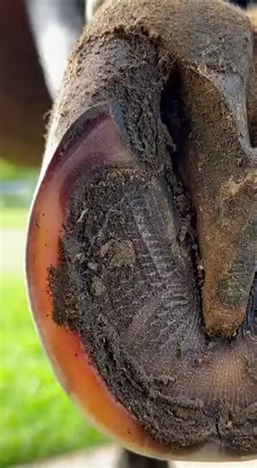 Mastering Hoof Care: Tips from Expert Farriers