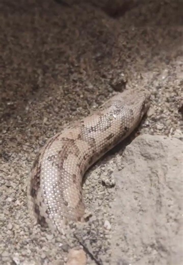 いざ出陣 タタールスナボア編in円山動物園