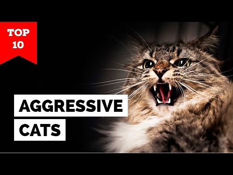 10 Most Aggressive Cat Breeds in the World (#1 is Shocking!)