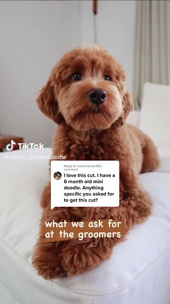 How to Ask for the Perfect Goldendoodle 'Puppy Cut' at the Groomers