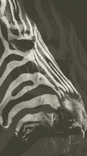 Zebras’ unique patterns — EcoArtLab • Frame TV & Printable Art