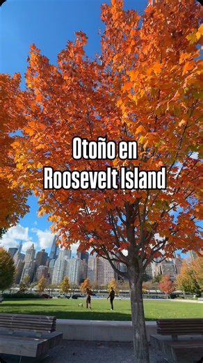 Momento ideal para visitar Roosevelt Island, y disfrutar la belleza del otoño 🍁🍂 Puedes ir en el teleférico, calle 60, 2ª avenida, Manhattan. En el metro tren F. En ferry @nycferry Video, 26 de octubre de 2025. ¿Has visitado Roosevelt Island en otoño?🍂 Si te gustó, déjame un ❤️ comparte y sígueme para más de Nueva York 🗽🥰 | Turismo NY