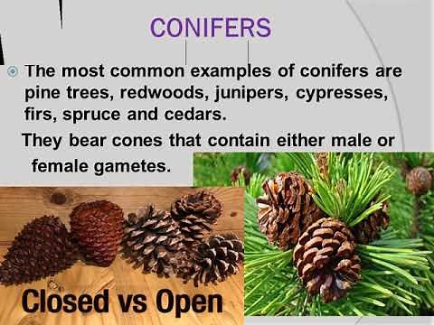 Enhanced Science 6: Cone bearing Plants