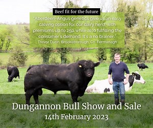Aberdeen-Angus ticks the box for dairy herds and the beef supply chain... 🐄 🐮 Easy calving 🐮 Short gestation 🐮 High growth rates and easy fleshing 🐮 Strong market demand for good quality calves Head to Dungannon farmers mart on 14 February for the Aberdeen-Angus bull show and sale, 11 high quality bulls are forward for sale. https://www.dfm-ni.co.uk/Catalogues | Aberdeen-Angus Cattle Society