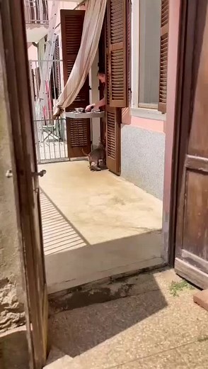 Playful Labrador Dog Enjoying Indoor and Outdoor Fun