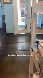 Dogs are crying after reunited with their owners #dog #dogsoftiktok #doglovers #puppy #reunion #reunited #crying #emotional #hearttouching #heartwarming #heartmelting #tearsofjoy #happytears #who | Metdaan Animals