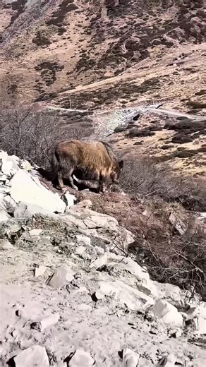 DYNO  on Instagram: "Tag your friends who cancel the trip 🙄 #viralvideos #insta #instagram #instagood #insta #all_shots #tawang #arunachal #viral #explorer #dominar #bajaj #bajajdominar #dominar400"