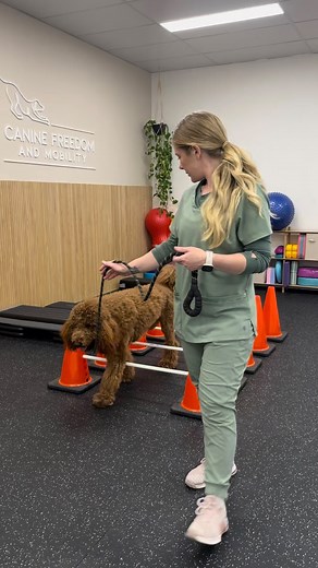 Strengthening exercises get all the attention… but flexibility is the secret to longevity! Just like us, our dogs need mobility, balance, and stretch work to move well and stay well. But here’s the truth: not all stretches are created equally. Doing them incorrectly (or missing early warning signs) can do more harm than good. That’s why we’re here to help you learn how to stretch your dog safely, spot the red flags early, and build a body that moves with comfort and confidence for life. Join our