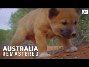 These cute dingo pups have a harsh life ahead of them | Australia Remastered