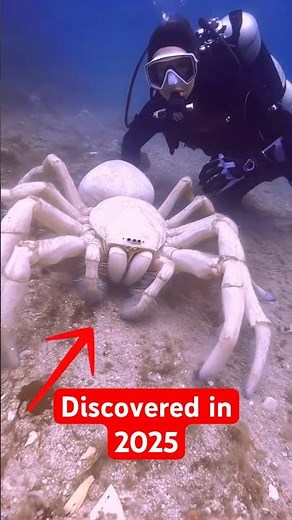 7 New Animals Discovered In 2025