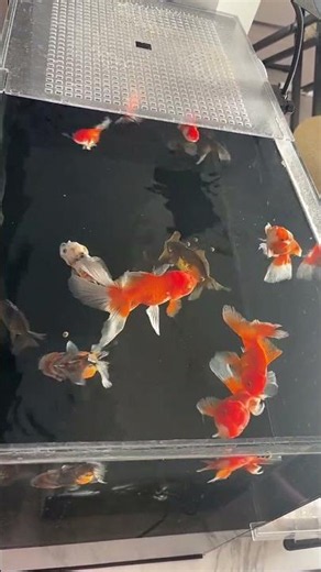 Goldfish are fed with feed, which has a very high nutritional value! #goldfish #fish #koi #aquarium
