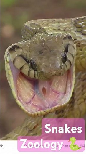 🐍Some snake species hiss when they feel threatened.🐍#fashionhacks#snakephotogra#TrendingYouTubemusic