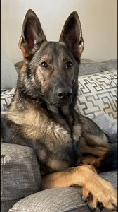 161K views · 10K reactions | Talking German shepherd doesn’t like fall | Sadie the sable shepherd | Facebook