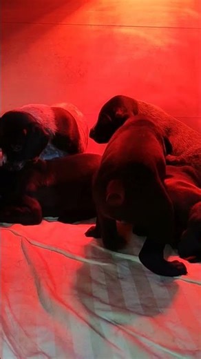 German Shorthaired Pointer hunting dogs, offspring, litter, young children, puppies, dogs in Febr...