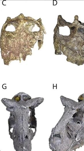 Des dinosaures impressionnant avec leur crâne #fossile #paléontologie #science #géologie