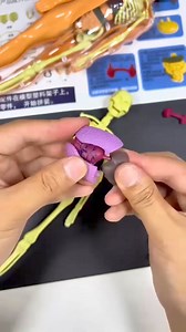 3.7K views |  Price Drop Alert! ⏳ - Now at 799 Rs Only. Shop now before the deal ends! ” ✅ You can be effective practice training it is the best tool for your learning ✅ The real-scale three-dimensional model can deepen children's understanding of human body structure ✅ It is suitable for middle schools, colleges, and medical schools as visual teaching aids Order Here  https://homeessentials.in/products/clear-human-body-structure-model-50-off | Home Essentials | Facebook