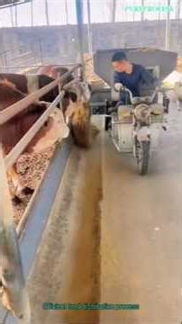 Efficient feed distribution process
