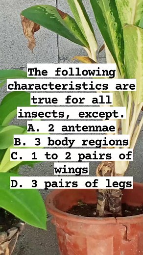 22K views · 186 reactions | Crop Protection Q&A者荒 #highlights2025 #followersreelsfypシ゚viralシfypシ゚viralシalシ #everyonefollowers The correct answered is C. 1 to 2 pairs of wings Other choices: 3 body regions - head, thorax, and abdomen. Antennae - escape, pedicel, and flagellum. Note: immature - 3 legs | Low Key RAgr | Facebook